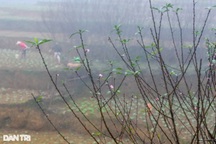 Ngắm đào nở sớm ở nơi được mệnh danh là Sa Pa của xứ Thanh