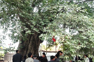 Vinh danh “đại lão” thị hơn 500 tuổi là Cây di sản Việt Nam