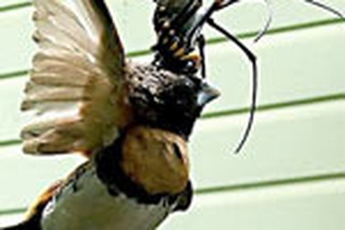 Nhện khổng lồ ăn thịt chim sẻ