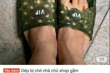 Đôi dép rách chó nhà gặm bán 1 triệu đồng