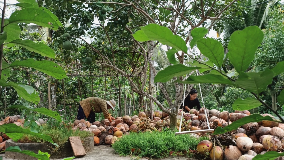 Bỏ phố về quê, cặp vợ chồng Bến Tre làm khu vườn 500m2 tràn ngập rau trái - 13 Bỏ phố về quê, cặp vợ chồng Bến Tre làm khu vườn 500m2 tràn ngập rau trái - 13