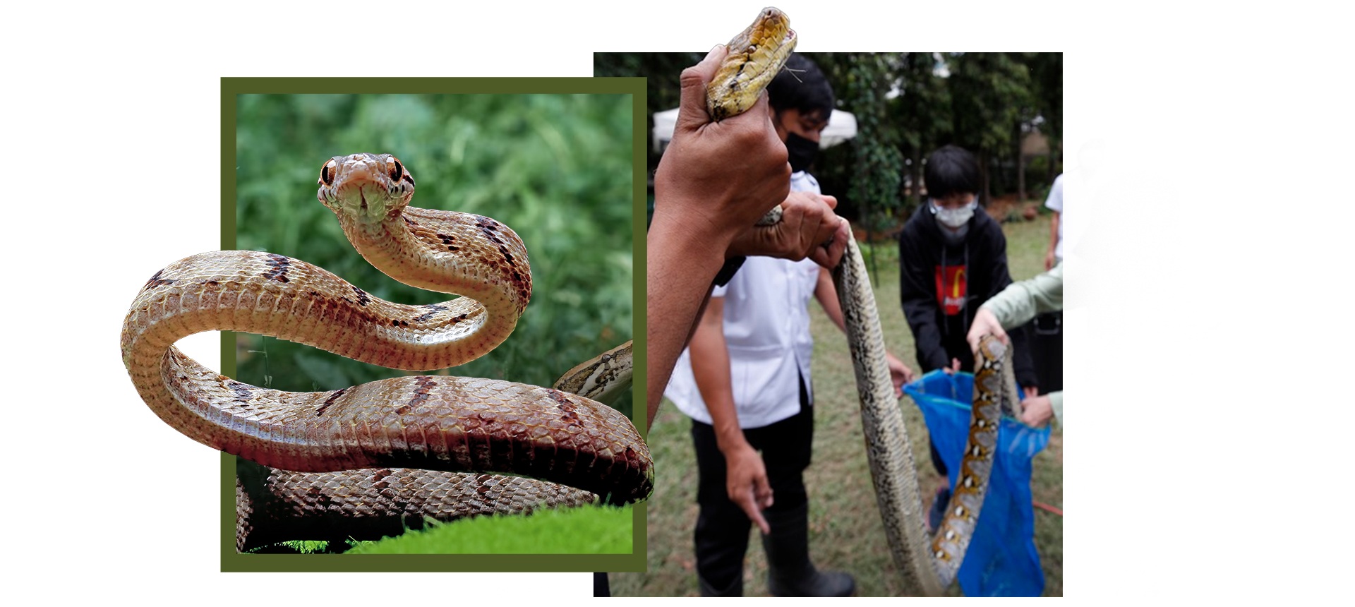 Cần trang bị những kiến thức về các loài rắn và tham gia những khóa học nhận dạng rắn độc để giúp giữ an toàn khi đối mặt với rắn. Cần trang bị những kiến thức về các loài rắn và tham gia những khóa học nhận dạng rắn độc để giúp giữ an toàn khi đối mặt với rắn.
