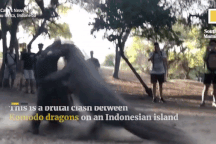 Thế bí của đảo rồng duy nhất thế giới: Cần kiếm tiền nhưng vẫn muốn bảo tồn