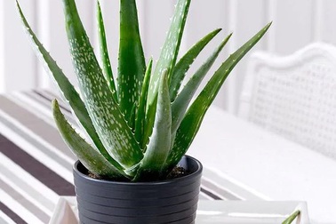 Thuốc tránh thai không tác dụng phụ từ cây Nha đam