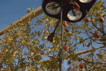 Ngỡ ngàng xem cảnh nông dân dùng máy bay tự động thu hoạch trái cây