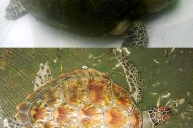 Đồi mồi và Vích quý hiếm bơi lạc vào đầm phá Huế