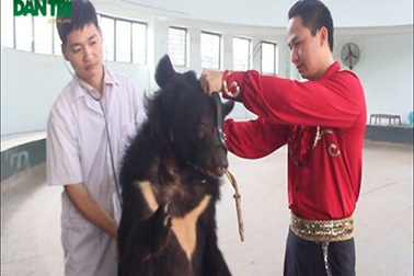 "Bảo mẫu" cho thú dữ, đùa với "tử thần"