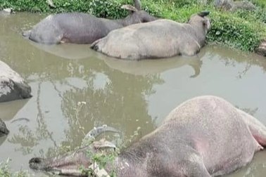 Sét đánh chết 5 con trâu ở Hà Giang