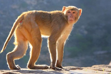 Các nhà khoa học “cấy” gene não người vào… khỉ gây tranh cãi