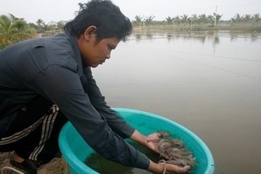 Giá tôm cao vút, người nuôi tiếc rẻ khi không có hàng để bán