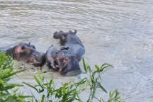 Khoảnh khắc hà mã đực hành hạ và tìm cách giết chết con non