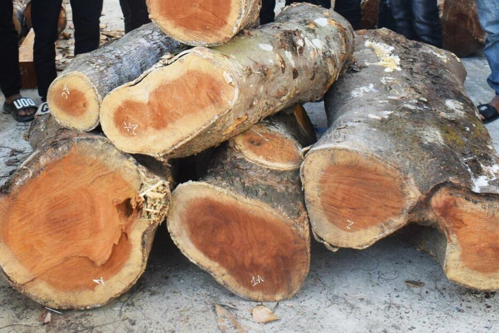 Khởi tố 8 thanh niên chặt trộm mít - 1 Khởi tố 8 thanh niên chặt trộm mít - 1