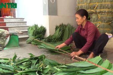 Nhiều nông dân kiếm trăm triệu nhờ trồng sim, “nhặt lá” tre rừng