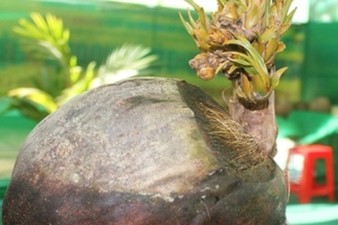 Chiêm ngưỡng những quả dừa “kỳ quái” của dân xứ Dừa