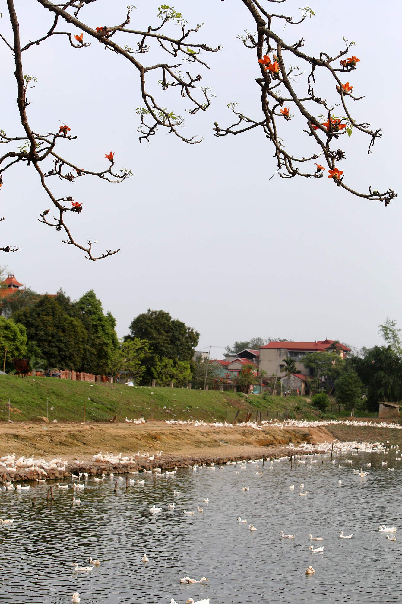 Đẹp nao lòng hoa gạo nở đỏ rực góc trời Thủ đô - 8 Đẹp nao lòng hoa gạo nở đỏ rực góc trời Thủ đô - 8