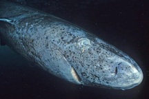 Cá mập ở vùng biển Greenland có thể sống đến 400 năm, vì sao?