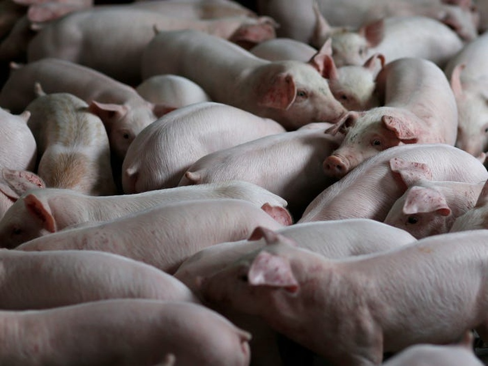 Nông dân Mỹ đổ bỏ sữa, trứng và hàng loạt nông sản vì dịch Covid-19 - 6