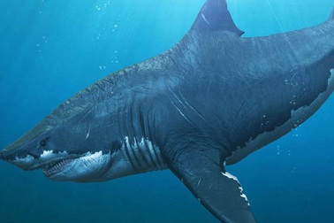 Sự biến mất bí ẩn của “siêu cá mập” Megalodon đã có câu trả lời?