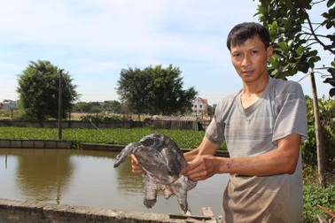 Nam Định: Bỏ nghề mộc, chàng trai đổi đời nhờ nuôi ba ba gai