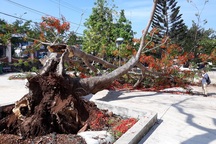 Cây phượng cao 10m bật gốc đổ giữa sân trường