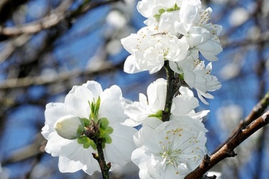 Đi tìm những gốc đào trứ danh