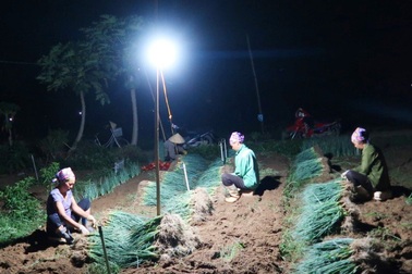 Nghệ An: Nắng nóng đỉnh điểm,  nông dân “chong đèn” nhổ hành xuyên đêm