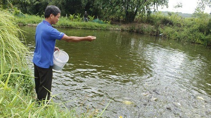 Mô hình nuôi cá nước ngọt mang lại hiệu quả của người dân ở huyện Hoà Vang.