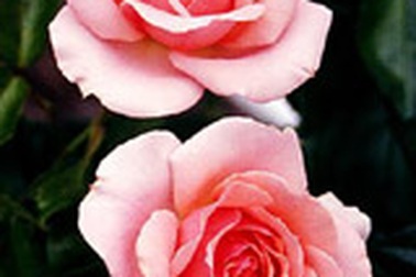 Vợ đòi 124.000 bông hồng vì chồng bủn xỉn