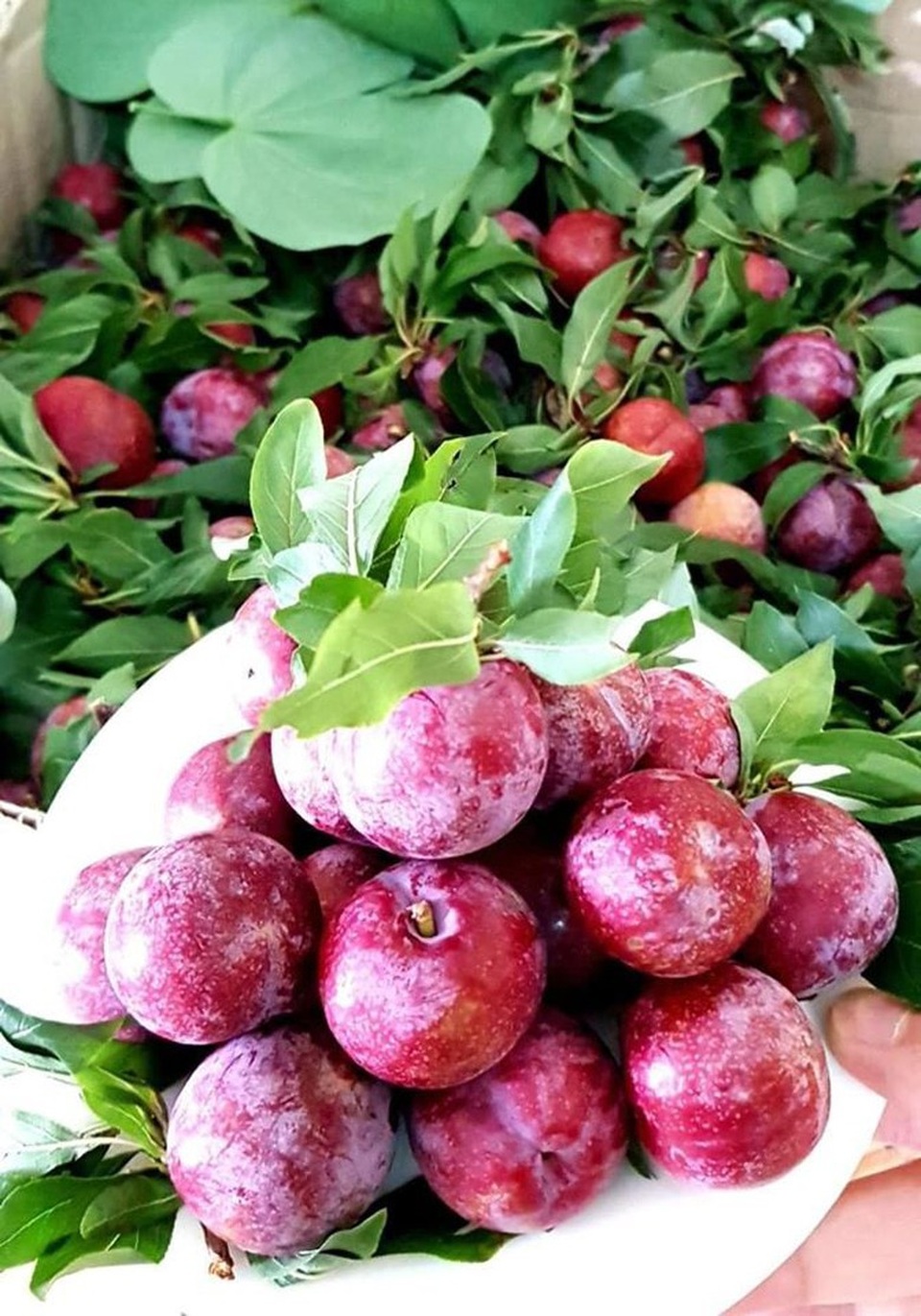 Mận đồi Pu Nhi ngọt như cherry, giá đắt ngang nho Mỹ vẫn “cháy” hàng - 6 Mận đồi Pu Nhi ngọt như cherry, giá đắt ngang nho Mỹ vẫn “cháy” hàng - 6