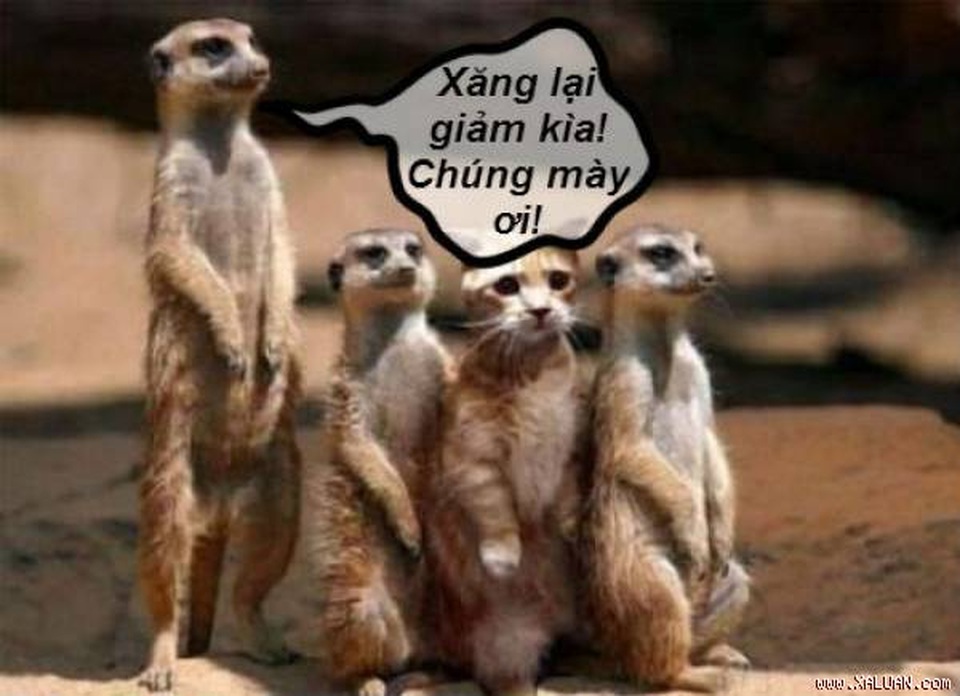 Cười bò với chùm ảnh chế của dân mạng khi nghe tin giá xăng giảm sốc - 2 Cười bò với chùm ảnh chế của dân mạng khi nghe tin giá xăng giảm sốc - 2