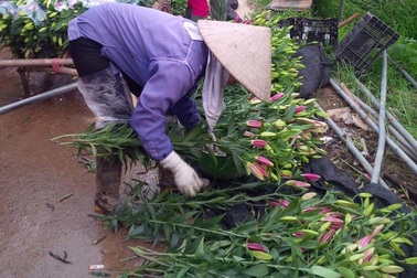 Hoa ly nở sớm, người trồng xót xa vì giá bán rẻ chỉ 8.000 đồng/cành