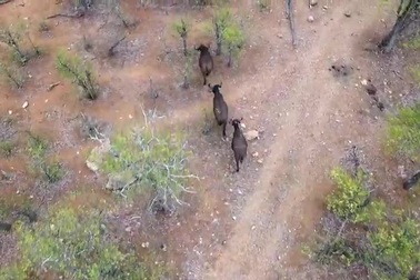 Đời sống động vật hoang dã ở công viên quốc gia Kruger