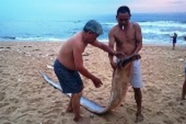 Cá “thiêng” dài hơn 4m dạt vào bờ biển Quảng Bình