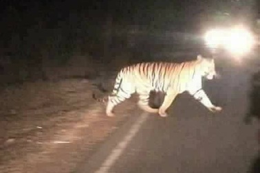 Sự thật về chuyện hổ lang thang trên đường ở Thanh Hóa, xôn xao mạng xã hội