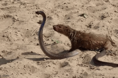 Rắn hổ mang tử chiến với cầy mangut