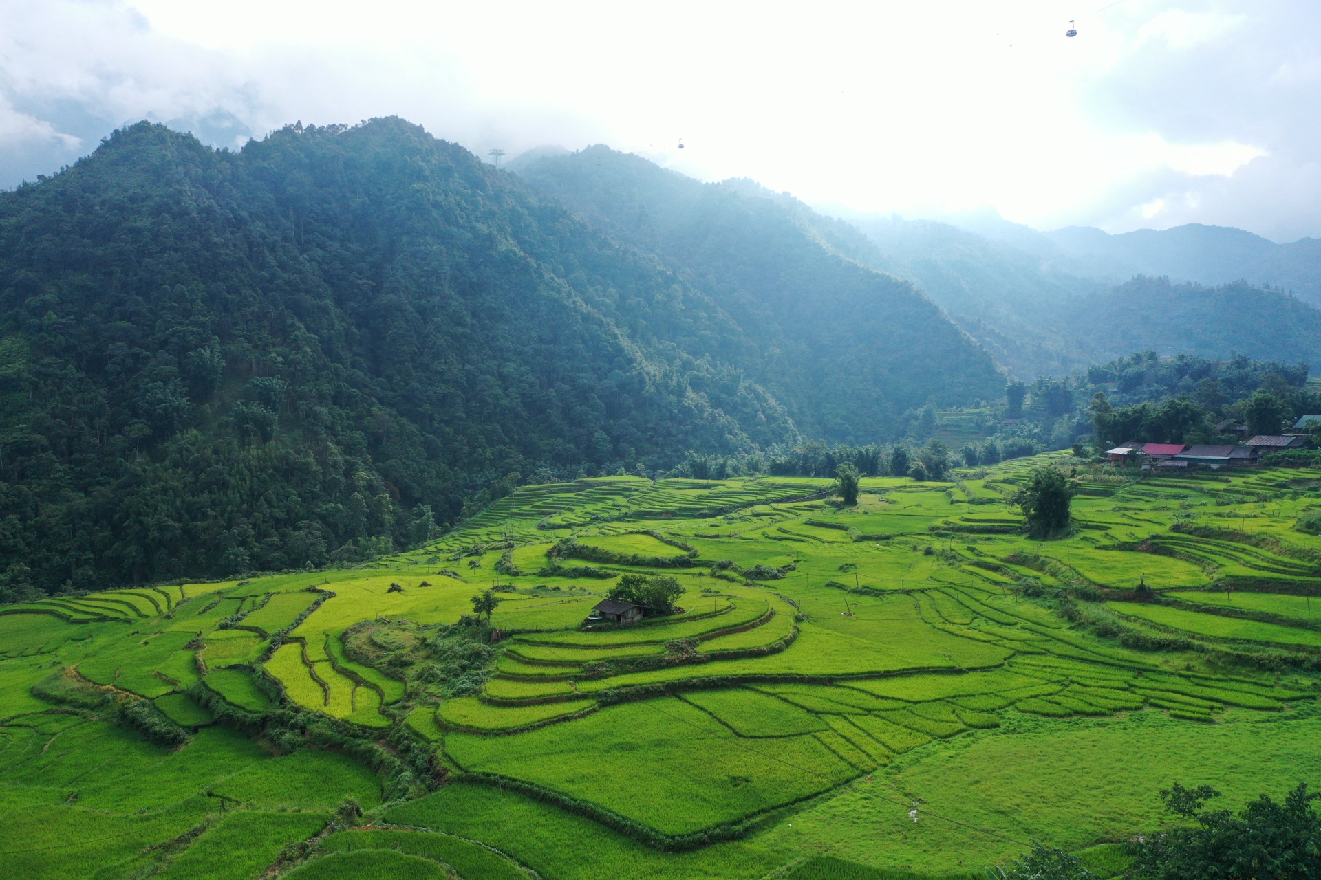 Picturesque ripe golden terraced fields captivate visitors to Sapa - 10