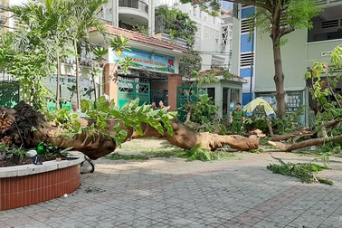 Cây phượng đổ trong sân trường, đè hơn chục học sinh