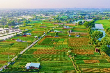 Người dân tiếc nuối khi làng hoa lớn nhất Bình Dương không còn