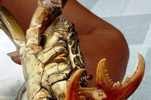 Cua biển 3 càng được thương lái tranh mua