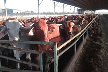 Bầu Đức dùng đàn bò “cứu” những cánh rừng cao su