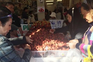 Quả vải Việt không thua vải Trung Quốc trên đất Úc