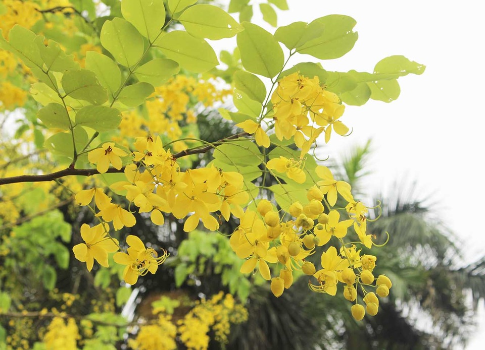 Rực rỡ sắc muồng Hoàng Yến, ngát hương thơm trong nắng hè Hà Nội - 9 Rực rỡ sắc muồng Hoàng Yến, ngát hương thơm trong nắng hè Hà Nội - 9