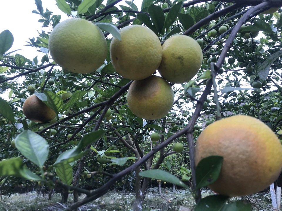 Nuốt nước mắt nhìn cam đặc sản nức tiếng rụng dần - 6 Nuốt nước mắt nhìn cam đặc sản nức tiếng rụng dần - 6