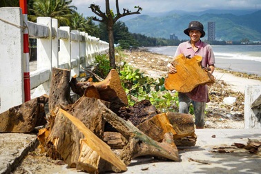 Người dân ra biển nhặt gỗ sau bão Kalmaegi, kiếm tiền triệu