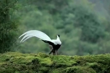 Cận cảnh vẻ đẹp của loài gà lôi trắng trong thế giới tự nhiên