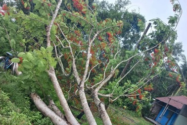 Cây phượng bật gốc kéo đứt dây điện, làm 2 người bị giật tử vong