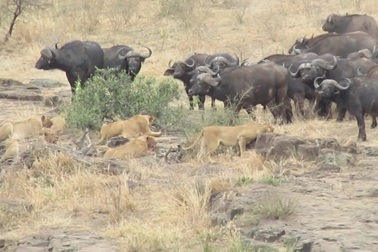 Trâu rừng xả thân đuổi đàn sư tử hòng cứu mạng lợn bướu