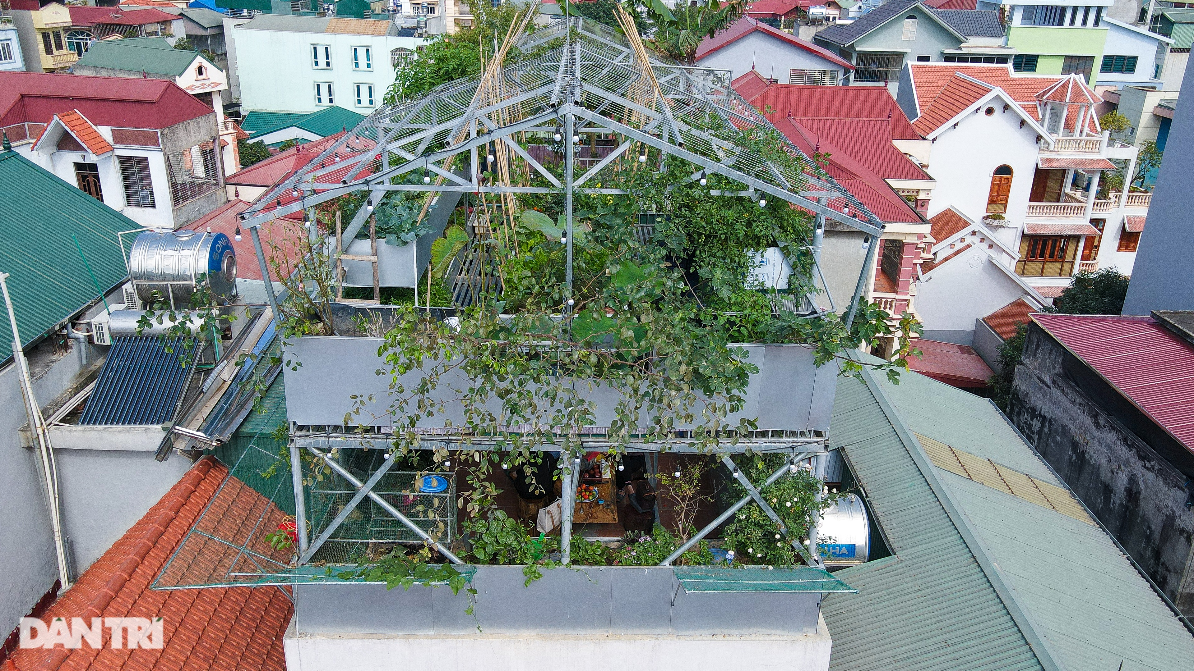 Vườn lười của gia đình ở Hà Nội: Gà đầy chuồng, cá, lươn bơi tung tăng - 4 Vườn lười của gia đình ở Hà Nội: Gà đầy chuồng, cá, lươn bơi tung tăng - 4