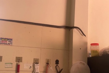 Người phụ nữ ở Phú Thọ kể lại phút đối mặt rắn dài hơn 1m bò trong bếp