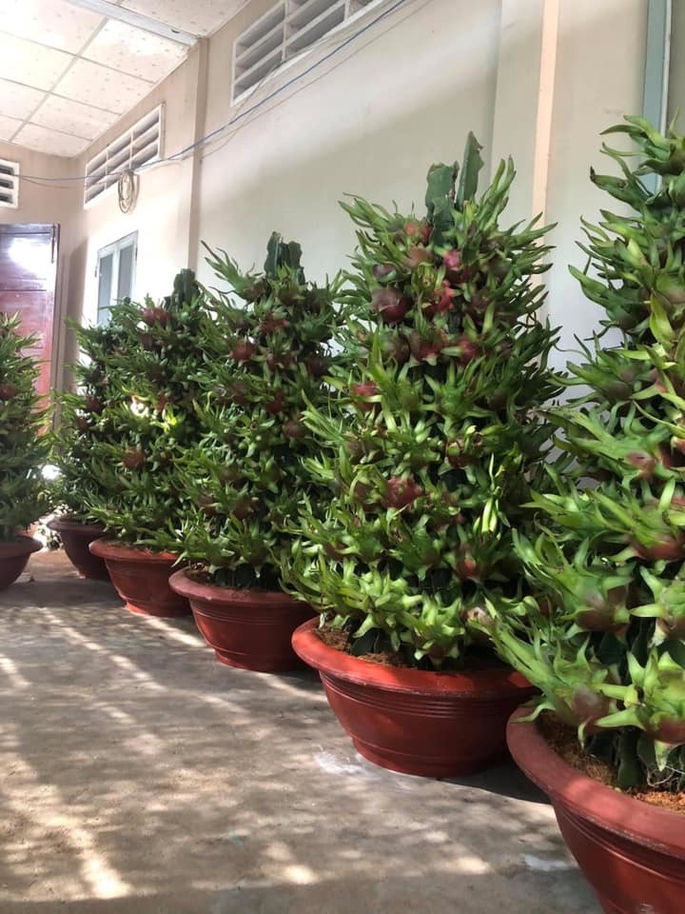 Bỏ 150 triệu đồng buôn hoa Tết: 15 ngày xương máu, lỗ 50 triệu, gầy sụt 3kg - 3 Bỏ 150 triệu đồng buôn hoa Tết: 15 ngày xương máu, lỗ 50 triệu, gầy sụt 3kg - 3